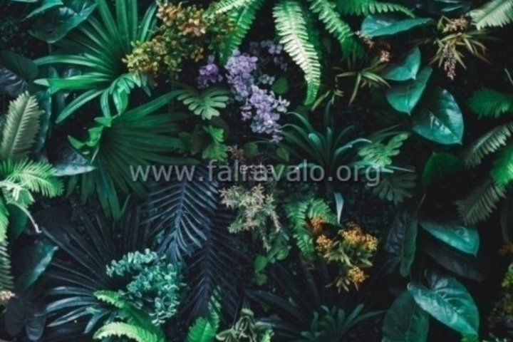 Jungle Fever