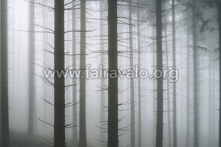 2020.11 hó