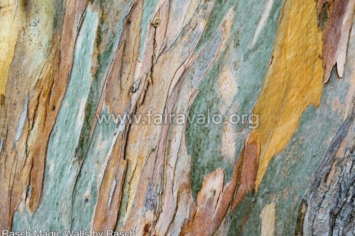 Magic Walls by Rasch