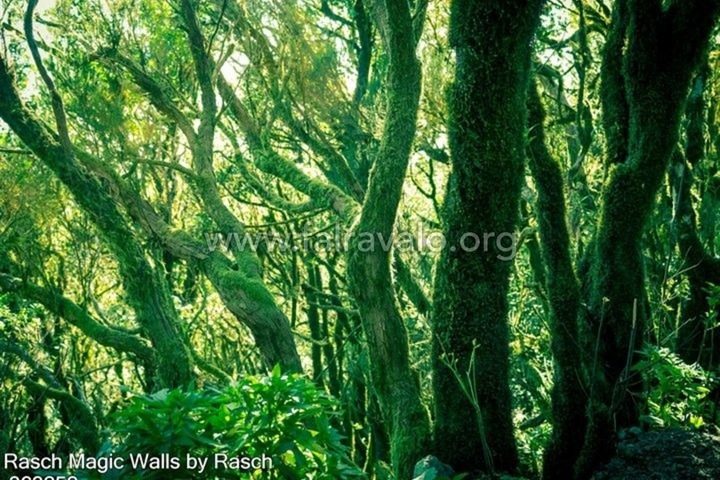 Magic Walls by Rasch