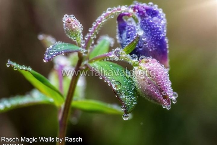 Magic Walls by Rasch