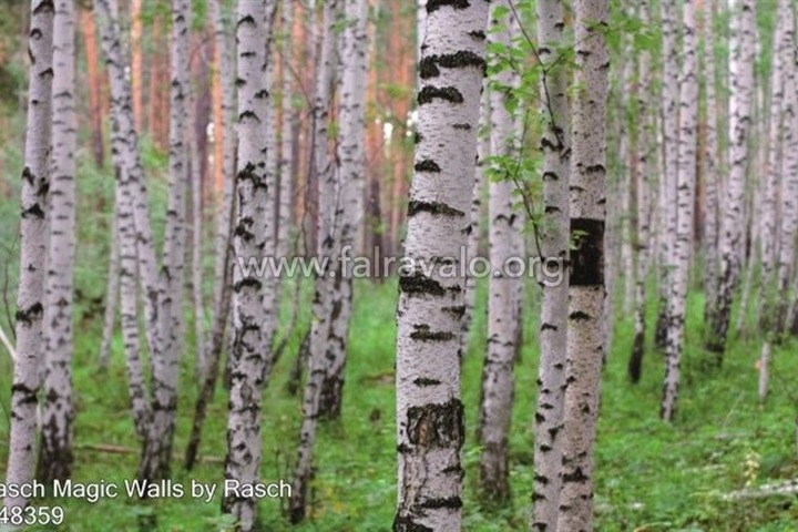 Magic Walls by Rasch