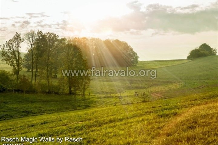 Magic Walls by Rasch