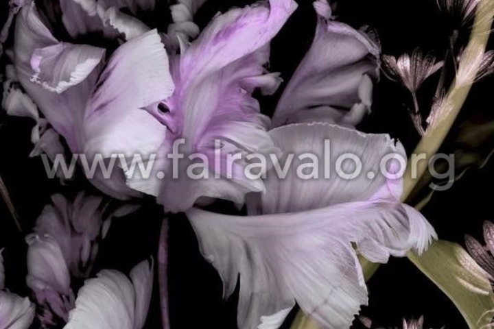Fashion for Walls 4